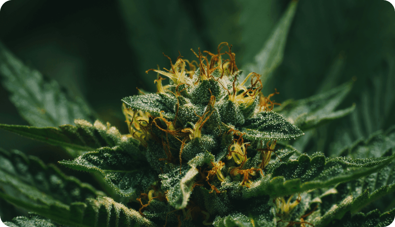 Nahaufnahme einer Cannabisblüte mit sichtbaren Trichomen und orangefarbenen Blütenstempeln