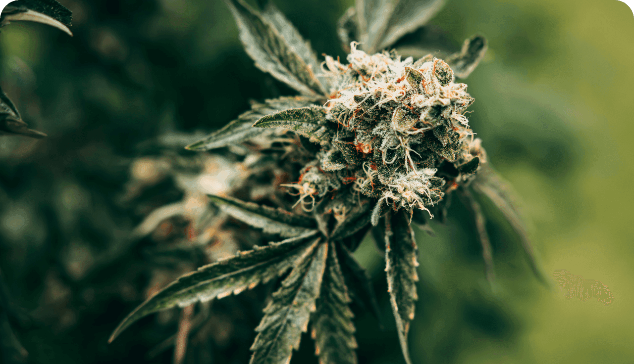 Nahaufnahme einer blühenden Cannabispflanze mit sichtbaren Blüten und Blättern