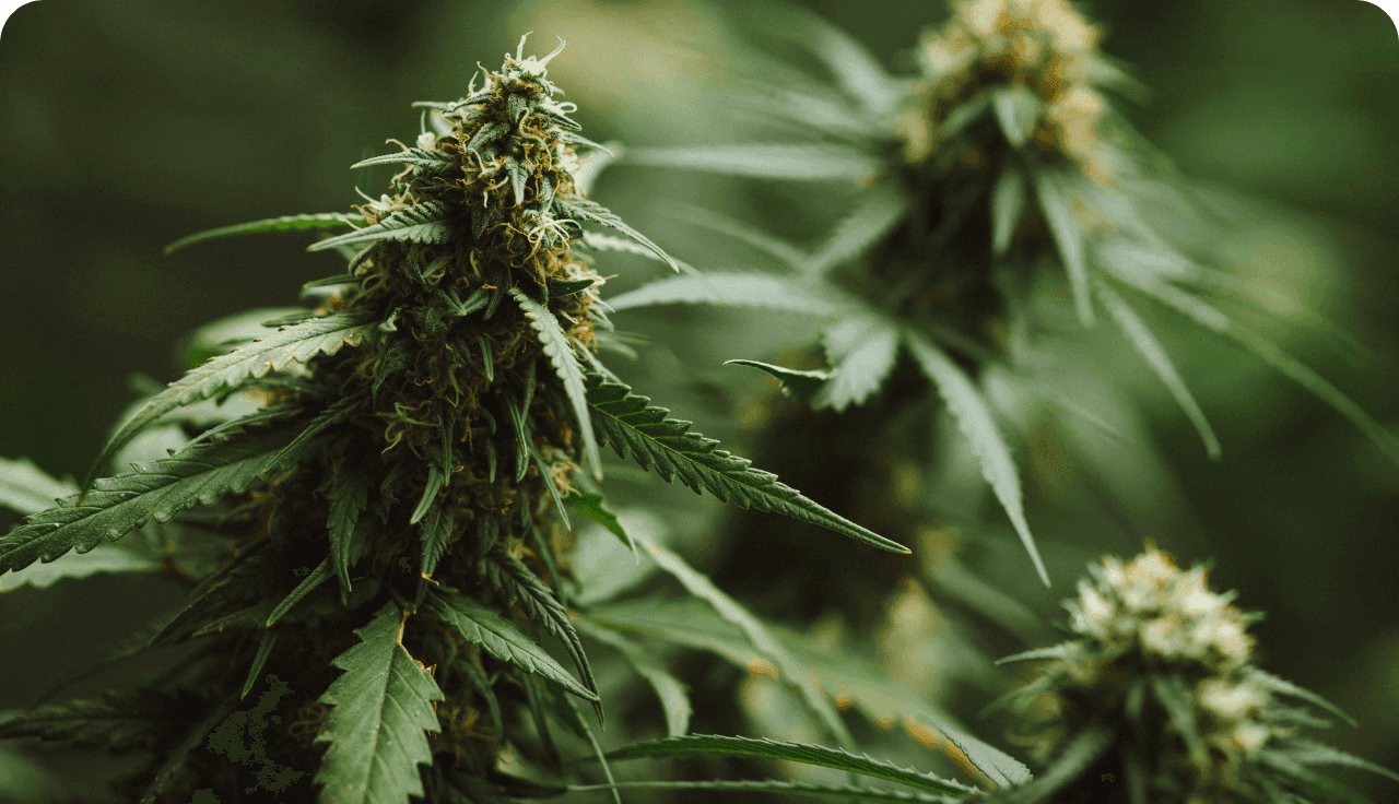 Nahaufnahme von mehreren blühenden Cannabispflanzen mit gezackten Blättern