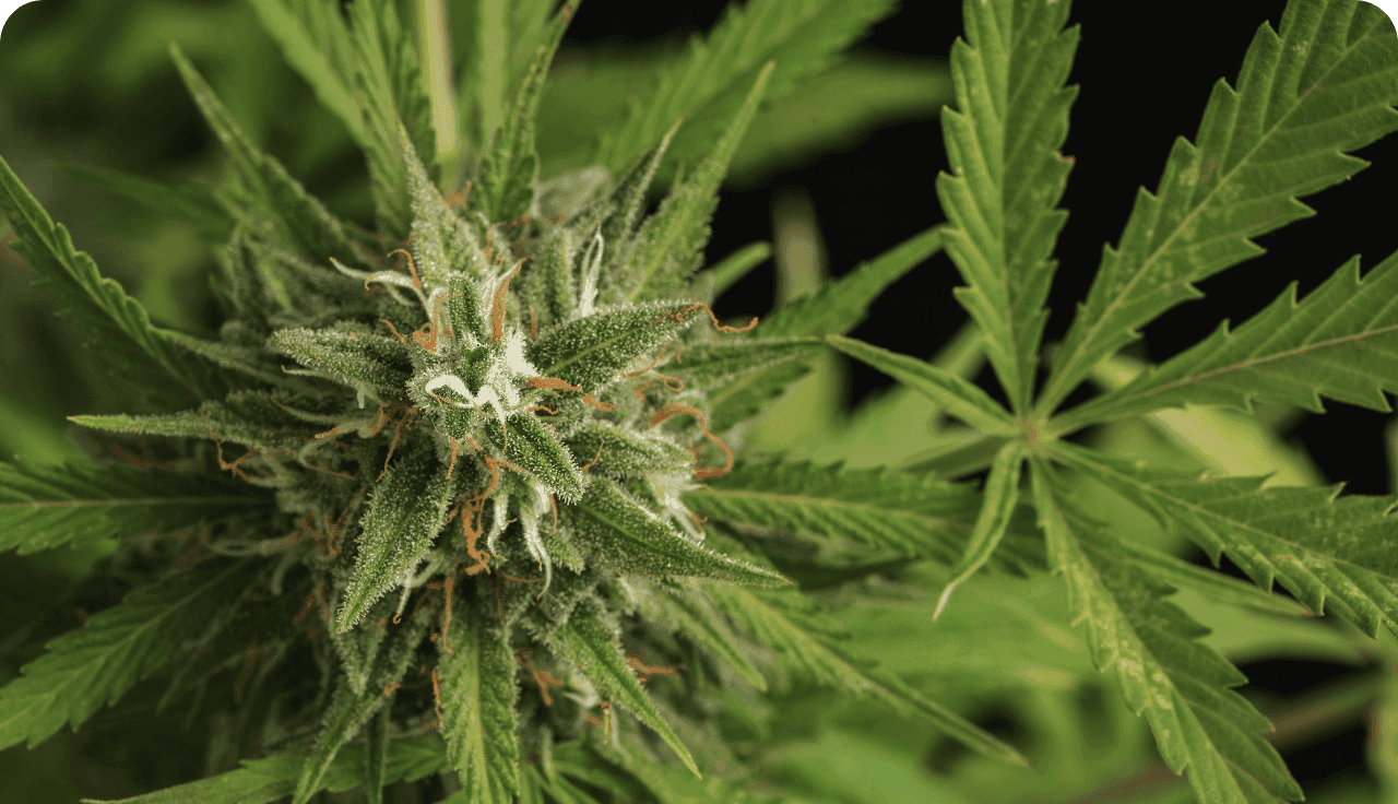 Nahaufnahme einer blühenden Cannabispflanze mit gezackten Blättern und harzigen Blütenständen
